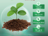 Các loại hạt giống lúa và cây trồng