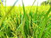 CÁC THÀNH PHẦN TRONG SẢN PHẨM ĐÓN ĐÒNG - VÔ GẠO BIOAGRITECH 