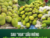 SAU 