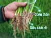LÚA NGHẸT RỄ 