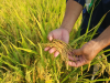 THĂM LÚA ANH TÝ (ẤP ĐẦU SẤU, TUYÊN BÌNH TÂY, VĨNH HƯNG, LONG AN )