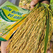 Anh Hải nông dân 