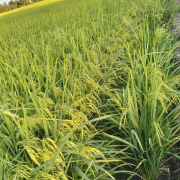Lúa bác nông dân sử dụng phân bón hữu cơ Bioagritech 