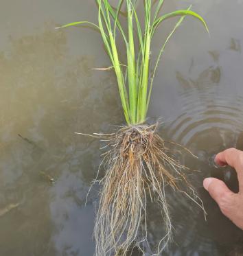 HIỆU QUẢ CỦA ĐẺ NHÁNH CỨNG CÂY NUÔI ĐÒNG BIOAGRITECH 