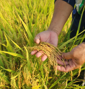 THĂM LÚA ANH TÝ (ẤP ĐẦU SẤU, TUYÊN BÌNH TÂY, VĨNH HƯNG, LONG AN )