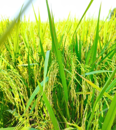 CÁC THÀNH PHẦN TRONG SẢN PHẨM ĐÓN ĐÒNG - VÔ GẠO BIOAGRITECH 