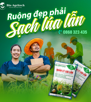 RUỘNG ĐẸP LÀ PHẢI SẠCH LÚA LẪN