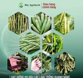 [FREESHIP]Hạt giống Họ Đậu trồng quanh năm, sinh trưởng khỏe, Rau củ quả trồng chậu