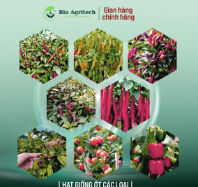 [FREESHIP]Hạt giống Ớt nảy mầm tốt, trồng quanh năm, Hạt giống rau củ quả trồng chậu